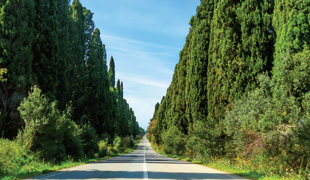 Bolgheri e la strada del vino